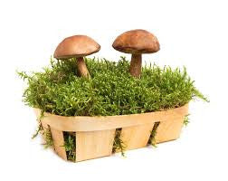 Shiitake Mushrooms: Why They’re Good for You Shiitake Mushrooms: Why They’re Good for You